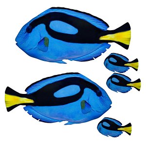 Fully rigged low poly Blue tang