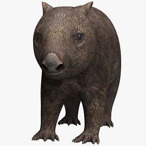 common wombat 3D model