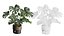 Pack Plantas Interior 39