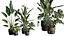Pack Plantas Interior 39