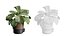 Pack Plantas Interior 39