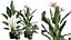 Pack Plantas Interior 39