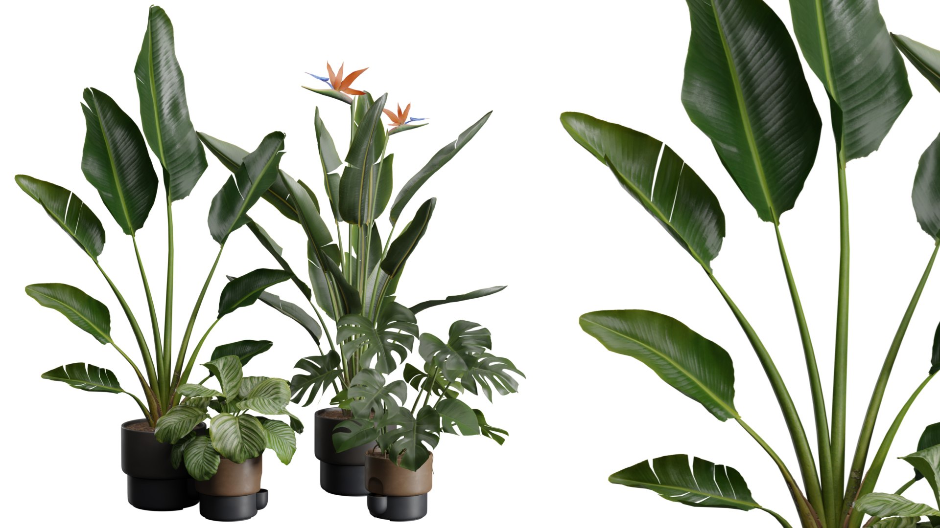 3D Indoor Plants Pack 39 https://p.turbosquid.com/ts-thumb/Aw/zG4xRa/tp/preview12_ts_0000/jpeg/1674333728/1920x1080/fit_q87/bdb22f2f183a4c3643e6b9077bcb5b9fb97dfa99/preview12_ts_0000.jpg