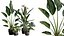 Pack Plantas Interior 39