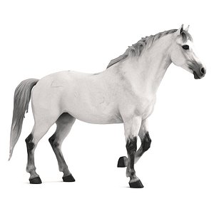 Arabian Horse 3D model