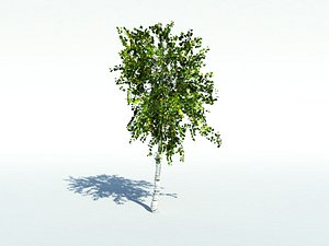 Birch tree
