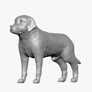 Labrador Retriever02