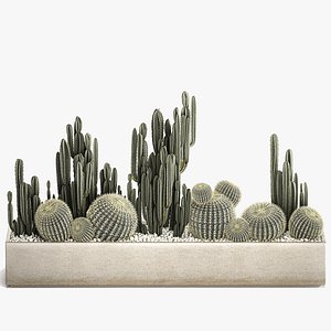 Cactus set in a concrete flowerpot for the interior 1097