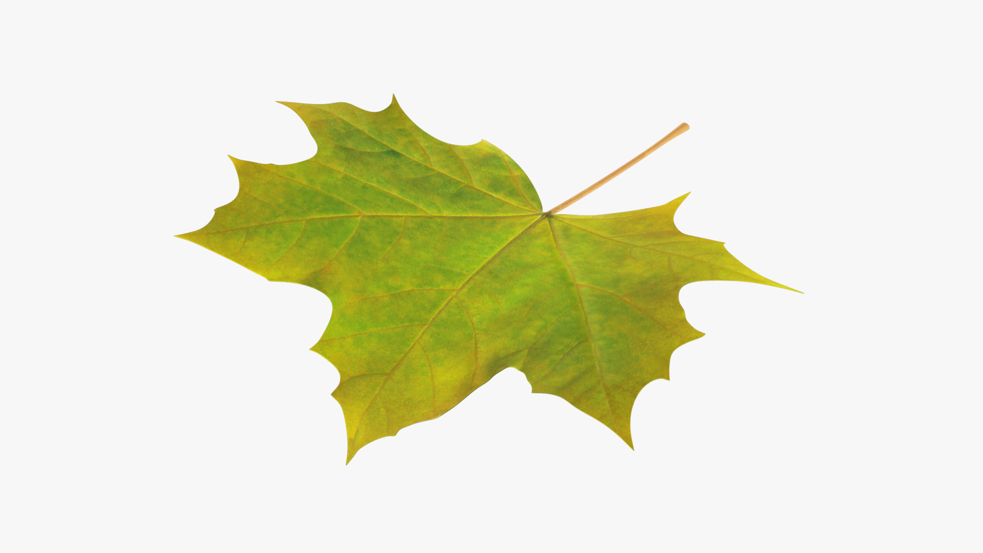 Maple Leaf V3 3D model https://p.turbosquid.com/ts-thumb/Ax/Fd0MfD/5n/ml3render/jpg/1631280301/1920x1080/turn_fit_q99/6d0758f3e5e09891bd34395efde4786d5ea87827/ml3render-1.jpg