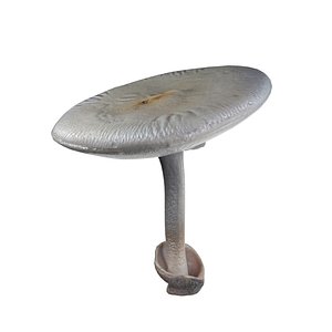 3D Mushroom 23 model