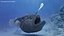 Anglerfish