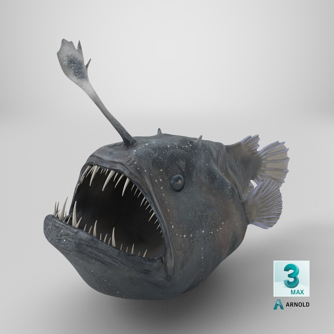 3D Anglerfish model https://p.turbosquid.com/ts-thumb/Ax/Ovns5P/DT/stemcell_max_arnold_render/png/1720026649/1920x1080/fit_q87/3b4f291dd762f956315658a570dd7d5ef49d571e/stemcell_max_arnold_render.jpg