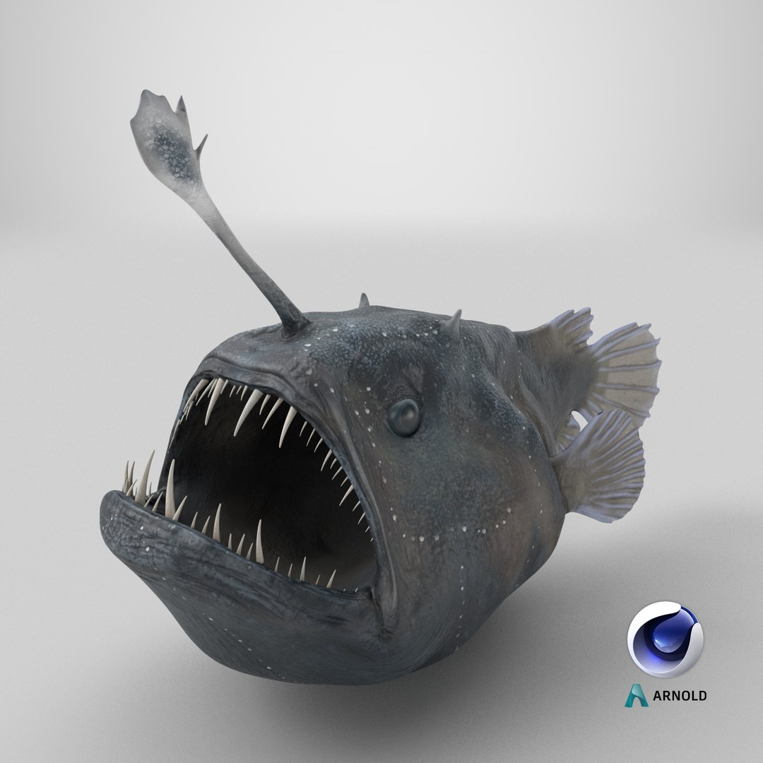 3D Anglerfish model https://p.turbosquid.com/ts-thumb/Ax/Ovns5P/bw/stemcell_cinema_4d_arnold_render/png/1720026643/1920x1080/fit_q87/ec0e32ecaf76c03f971a9286b52011f23c334980/stemcell_cinema_4d_arnold_render.jpg