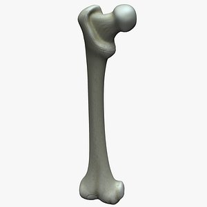 femur bone 3d 3ds