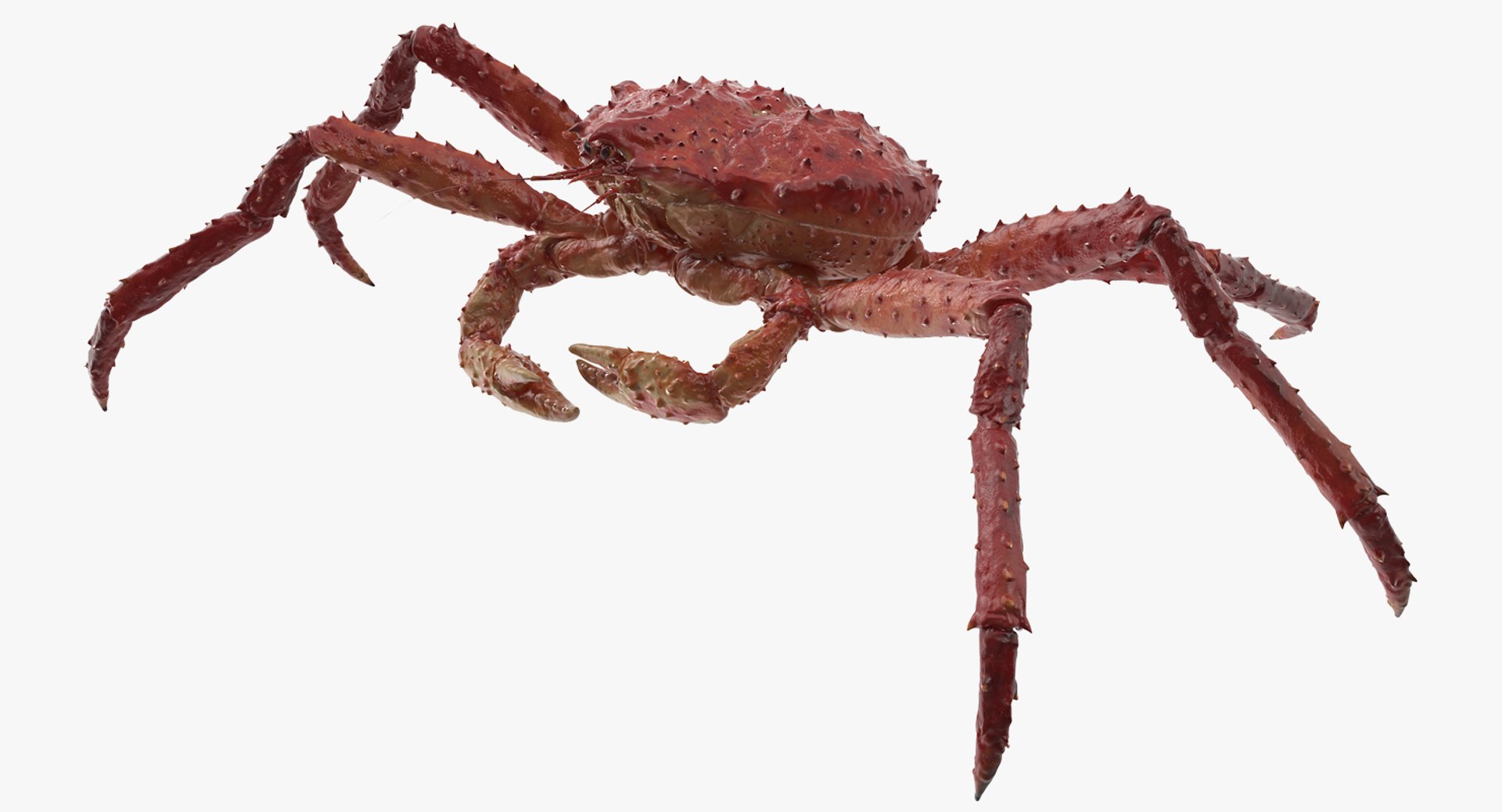 Alaskan King Crab Walking Pose 3D model preview