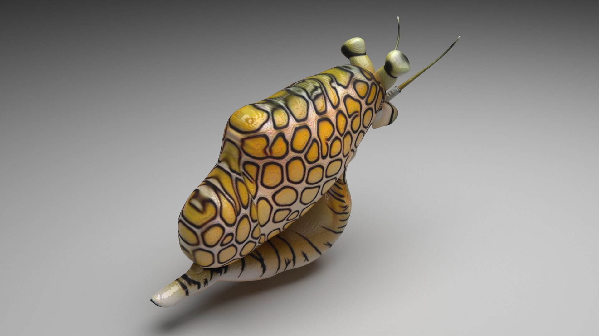 3D Sea Creatures Collection https://p.turbosquid.com/ts-thumb/Ay/DhXSB9/0v/flamingotonguesnail2/jpg/1718302762/1920x1080/fit_q87/b917a51ed75b738119562c35e0a71197661db498/flamingotonguesnail2.jpg
