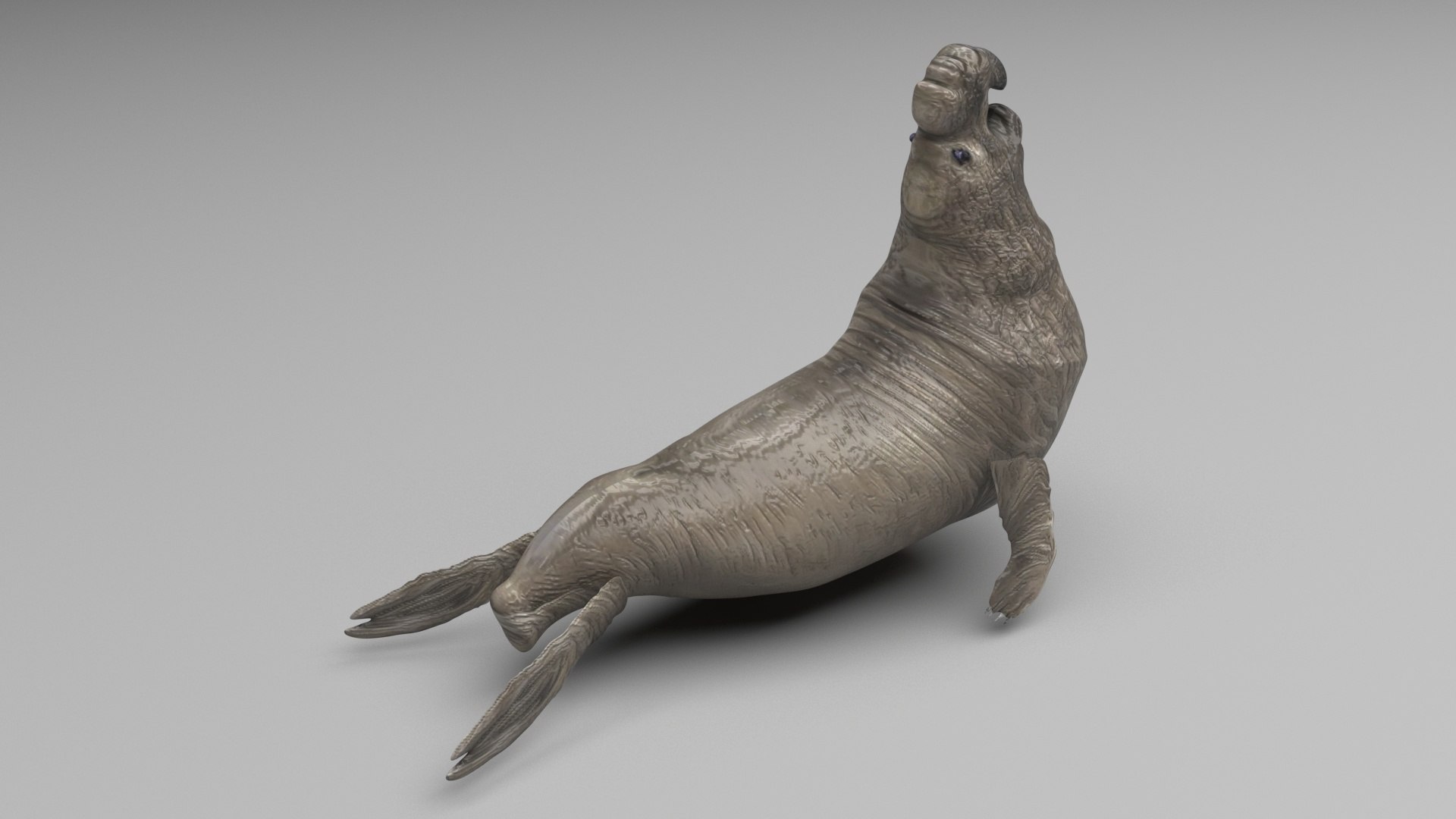 3D Sea Creatures Collection https://p.turbosquid.com/ts-thumb/Ay/DhXSB9/1S/elephantseal/jpg/1718302681/1920x1080/fit_q87/30fe56db446fd217ac86d2dab7adb402cd2887be/elephantseal.jpg