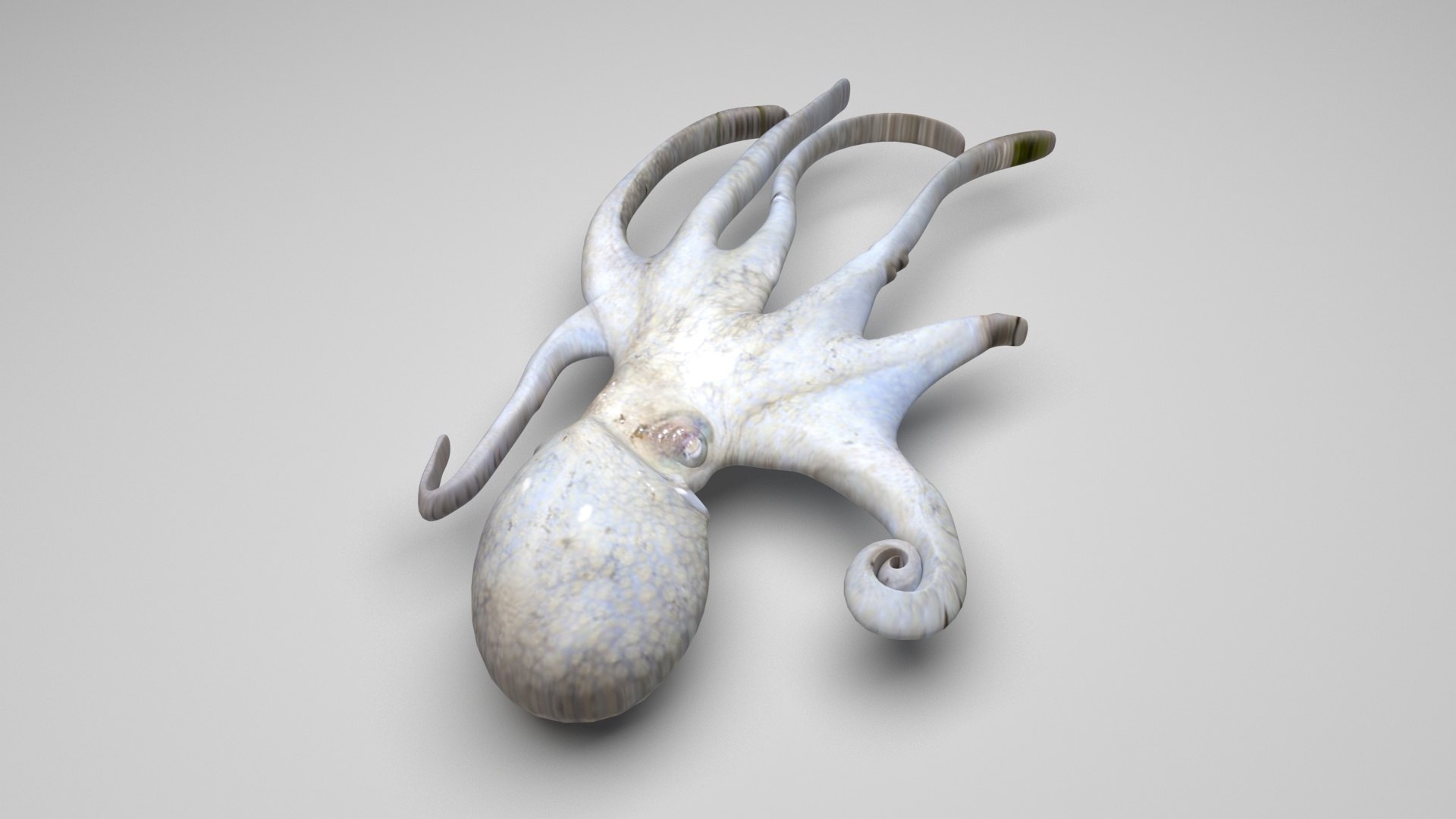 3D Sea Creatures Collection https://p.turbosquid.com/ts-thumb/Ay/DhXSB9/47/octopus/jpg/1658834155/1920x1080/fit_q87/e0f004a545e037a9f3079d15eb58040b60591f1a/octopus.jpg