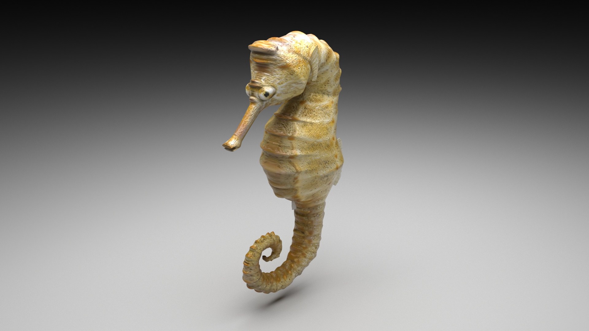3D Sea Creatures Collection https://p.turbosquid.com/ts-thumb/Ay/DhXSB9/At/seahorse/jpg/1658834153/1920x1080/fit_q87/3728f2f0b3879807477c601101fc26a4fd2352e9/seahorse.jpg