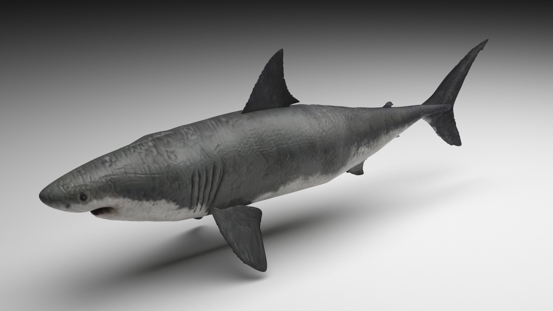 3D Sea Creatures Collection https://p.turbosquid.com/ts-thumb/Ay/DhXSB9/Ay/greatwhiteshark/jpg/1718302829/1920x1080/fit_q87/5ea82b009f04230112a9d0f89af8889c0a08b5cb/greatwhiteshark.jpg