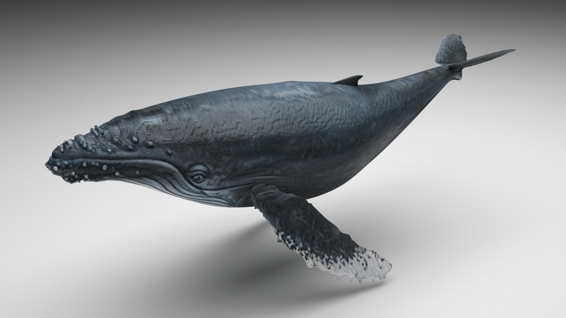 3D Sea Creatures Collection https://p.turbosquid.com/ts-thumb/Ay/DhXSB9/CP/humpbackwhalenew/jpg/1718302940/1920x1080/fit_q87/1b3d4bb32af58a098a716ea2c05d27e0e488191d/humpbackwhalenew.jpg