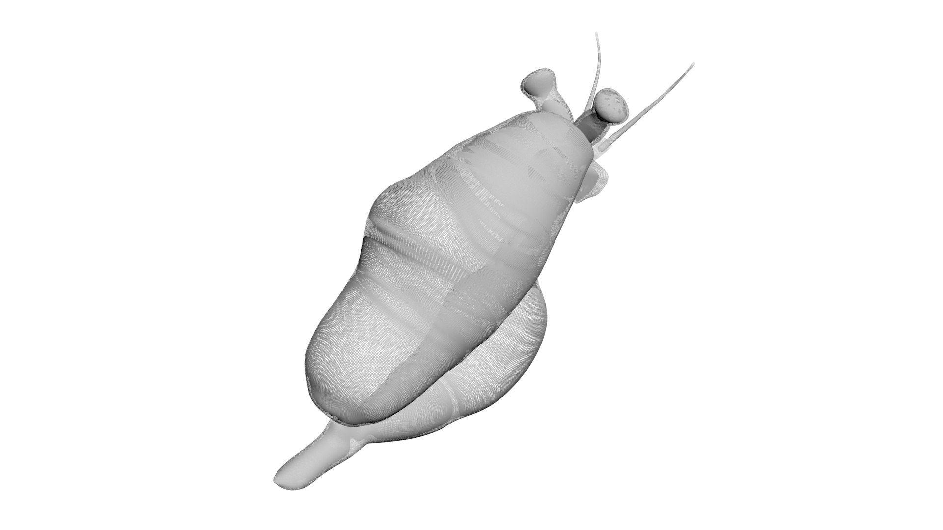 3D Sea Creatures Collection https://p.turbosquid.com/ts-thumb/Ay/DhXSB9/FE/flamingotonguesnail18/jpg/1718302761/1920x1080/fit_q87/deff53a280ee2096efdb760fa1ddd9995bb5e519/flamingotonguesnail18.jpg