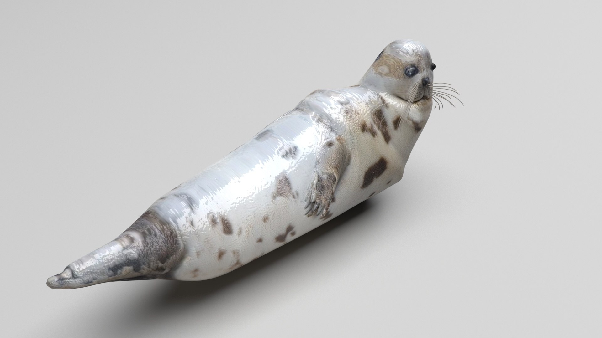 3D Sea Creatures Collection https://p.turbosquid.com/ts-thumb/Ay/DhXSB9/Fw/sealnew/jpg/1718303047/1920x1080/fit_q87/5cdbc2cacc28af459c3bc7f785b9e36a3dd3f69c/sealnew.jpg