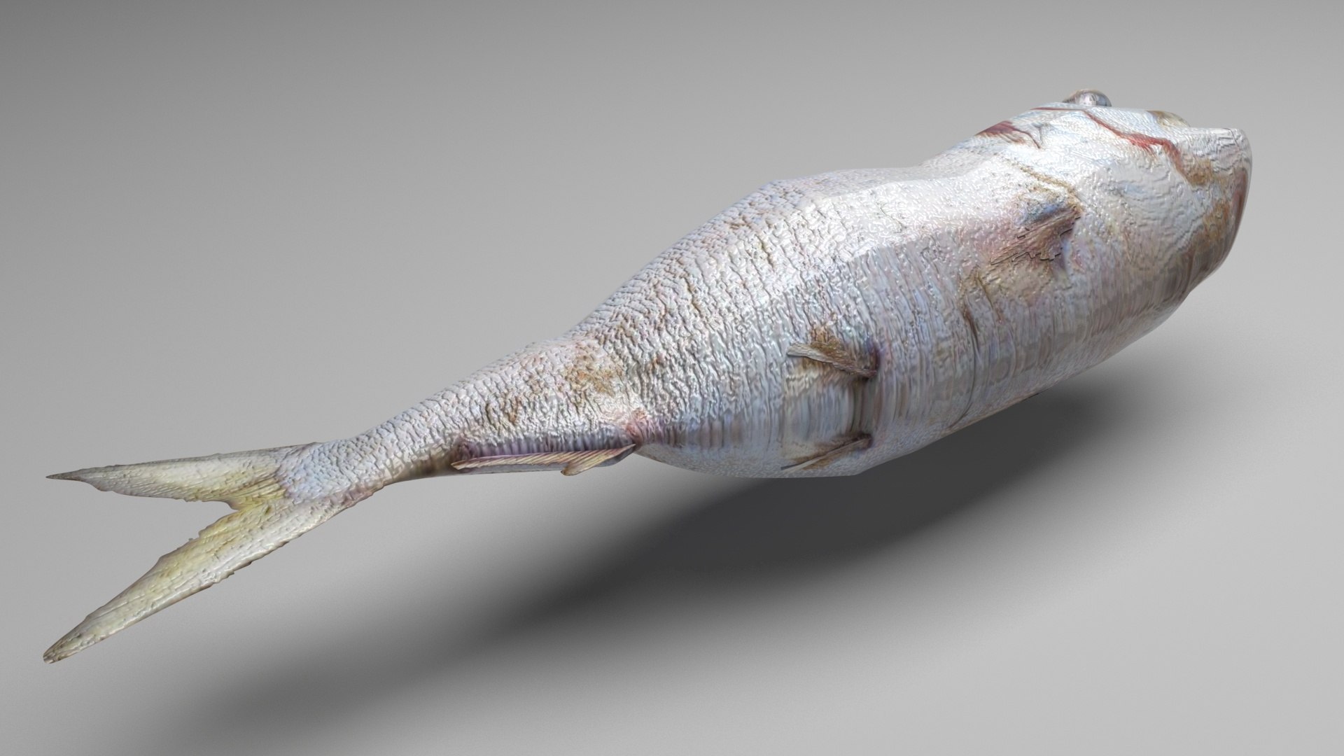 3D Sea Creatures Collection https://p.turbosquid.com/ts-thumb/Ay/DhXSB9/L8/deadfish/jpg/1718302801/1920x1080/fit_q87/84cece1e68665b4a36fa1d3c2da34b189b89dfb4/deadfish.jpg