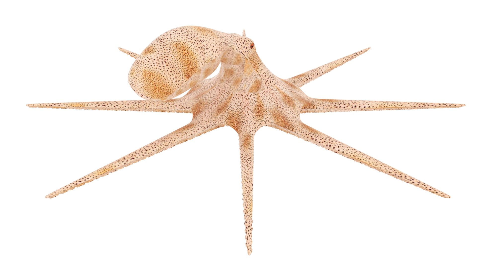 3D Sea Creatures Collection https://p.turbosquid.com/ts-thumb/Ay/DhXSB9/MO/octopusnew/jpg/1718302905/1920x1080/fit_q87/cd028c3c26cfc74b2def4f6c0f57c20b9f49ffe8/octopusnew.jpg