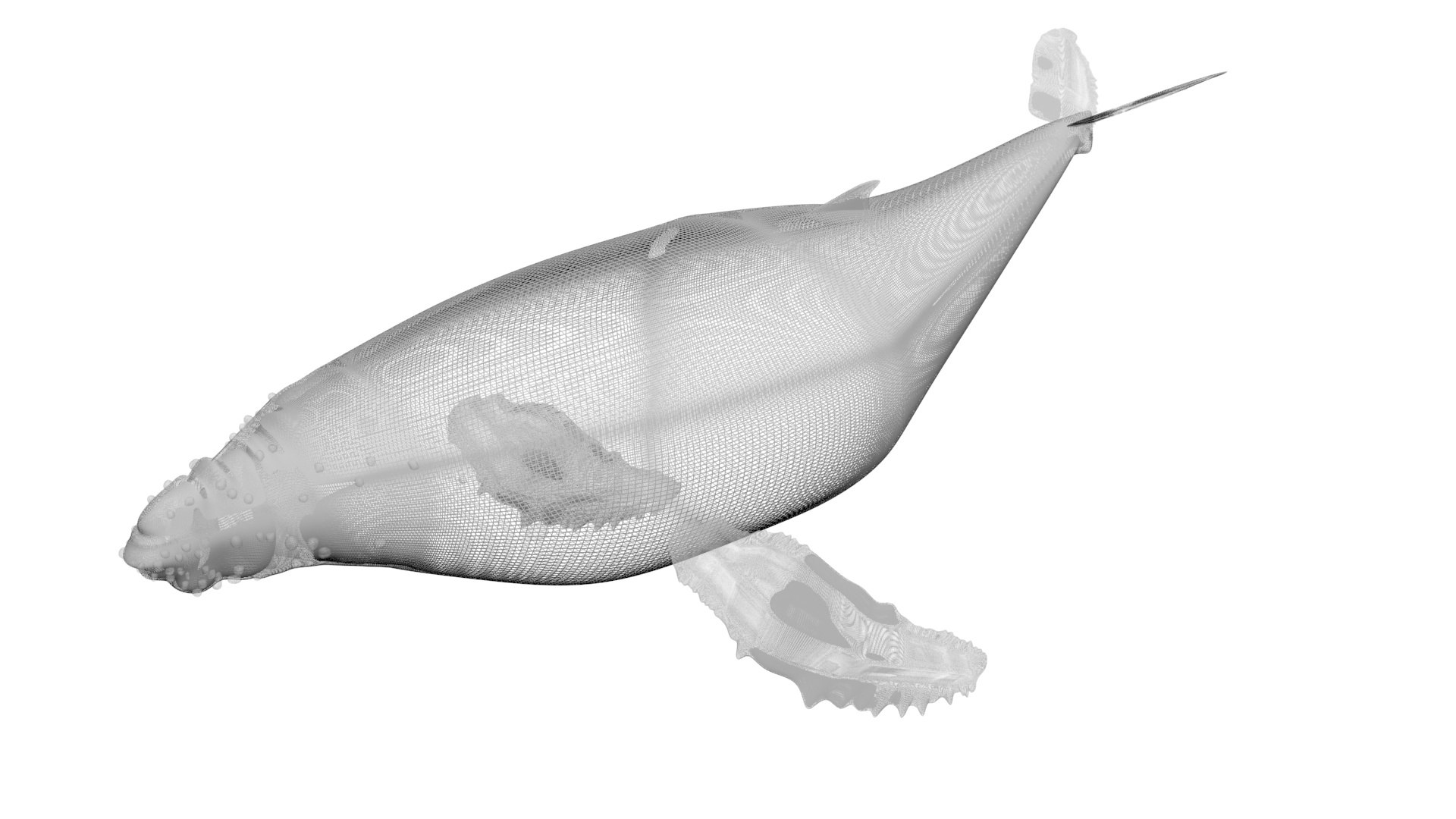 3D Sea Creatures Collection https://p.turbosquid.com/ts-thumb/Ay/DhXSB9/T9/humpbackwhalenew19/jpg/1718302940/1920x1080/fit_q87/7bcf379e1fd7d10dcae59f3f255df78dbc98369b/humpbackwhalenew19.jpg