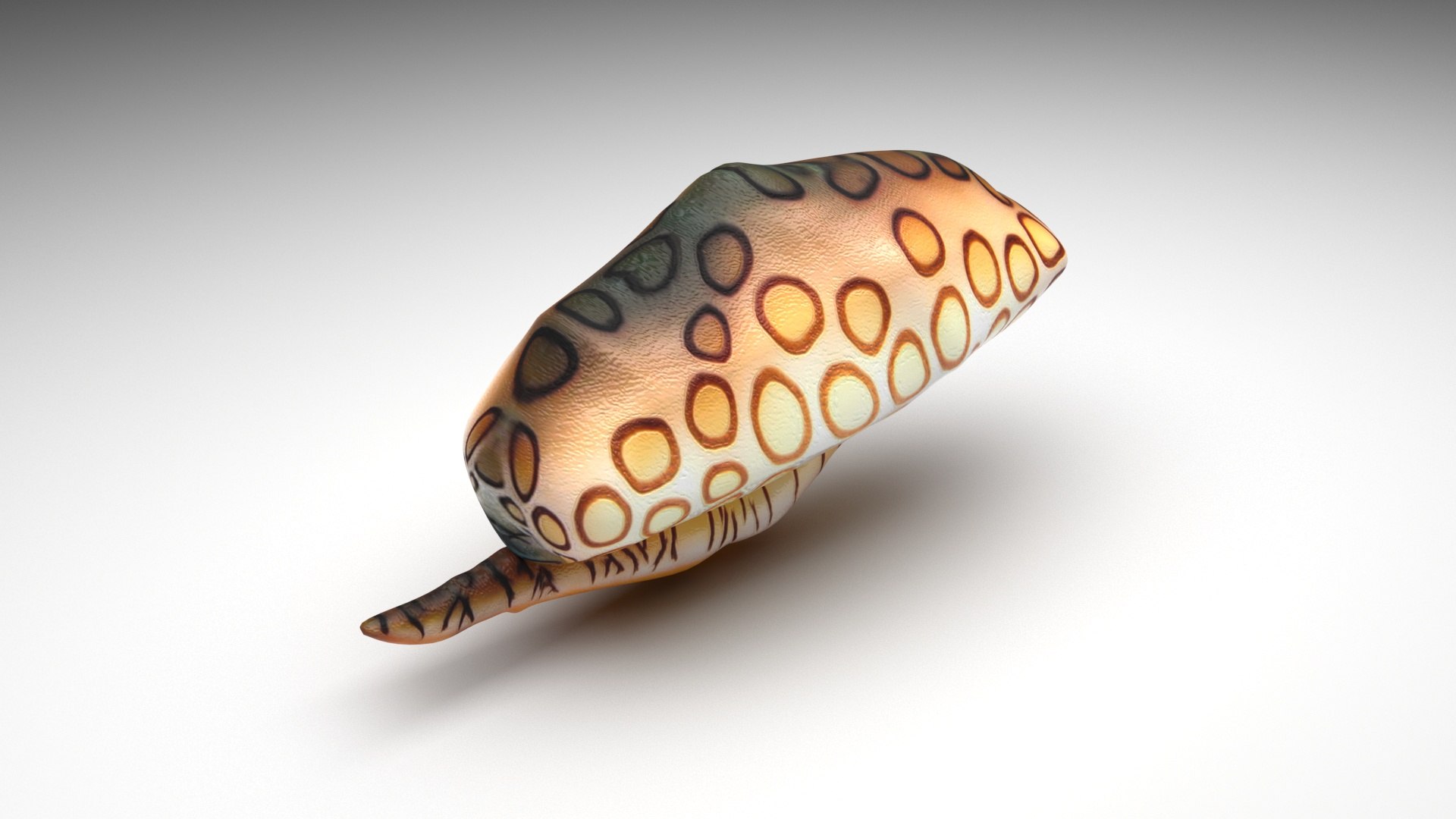 3D Sea Creatures Collection https://p.turbosquid.com/ts-thumb/Ay/DhXSB9/Tf/flamingotonguesnail/jpg/1718303115/1920x1080/fit_q87/7e2293fd8b62f279c81c7057e0fbcd00c9b5df95/flamingotonguesnail.jpg