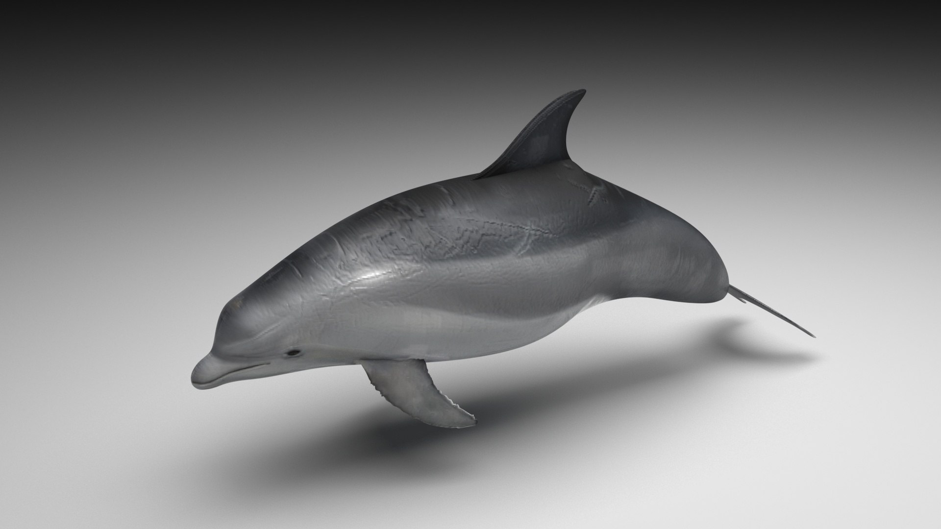 3D Sea Creatures Collection https://p.turbosquid.com/ts-thumb/Ay/DhXSB9/Uk/dolphinnew/jpg/1718302930/1920x1080/fit_q87/52208e1d823a23d33d89786b2ac9139d272a105f/dolphinnew.jpg