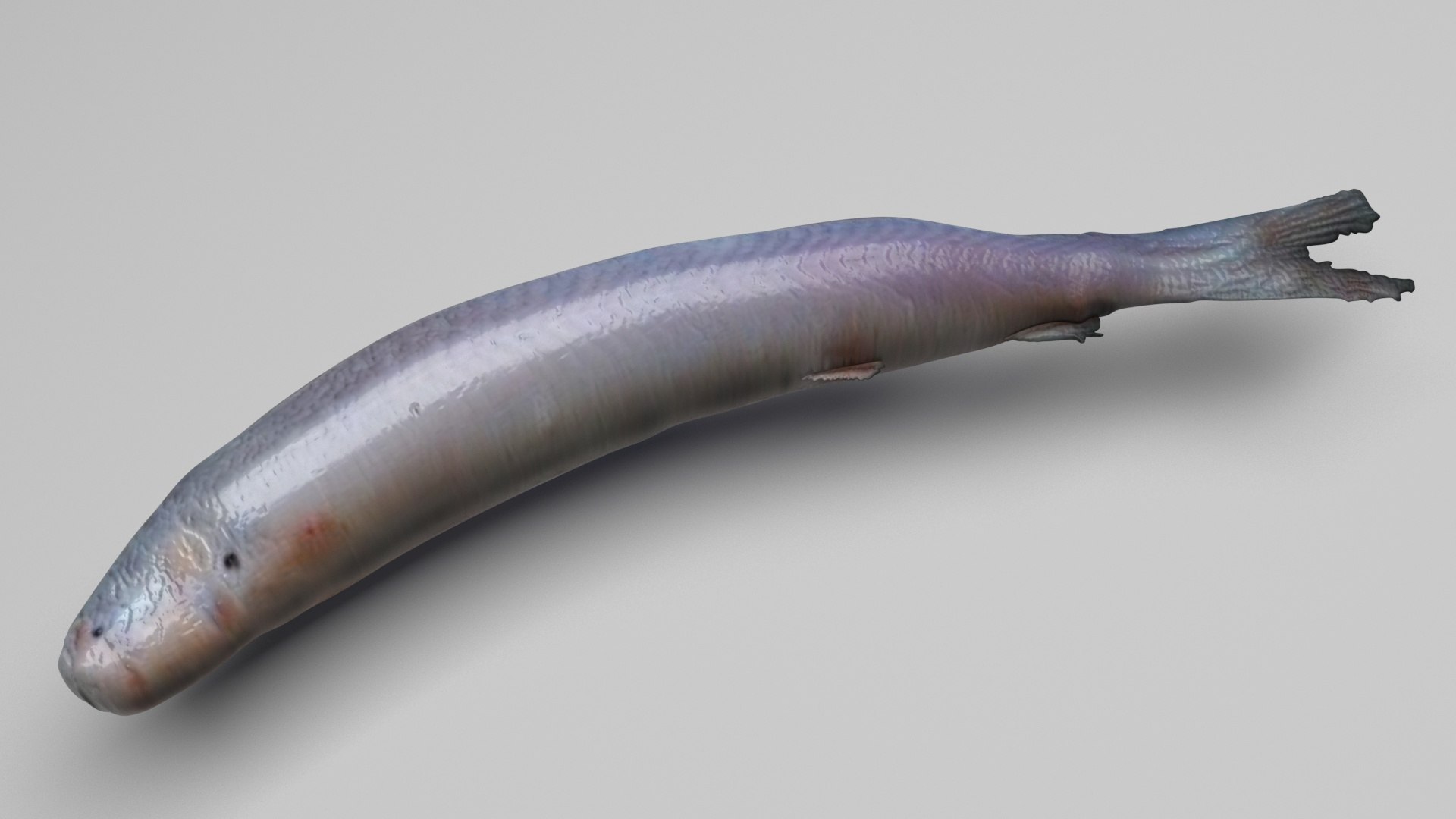 3D Sea Creatures Collection https://p.turbosquid.com/ts-thumb/Ay/DhXSB9/ZA/carrionfish/jpg/1718302816/1920x1080/fit_q87/49b11d1f21de1d8a1631ea0f71f57d9fc22f3bb3/carrionfish.jpg