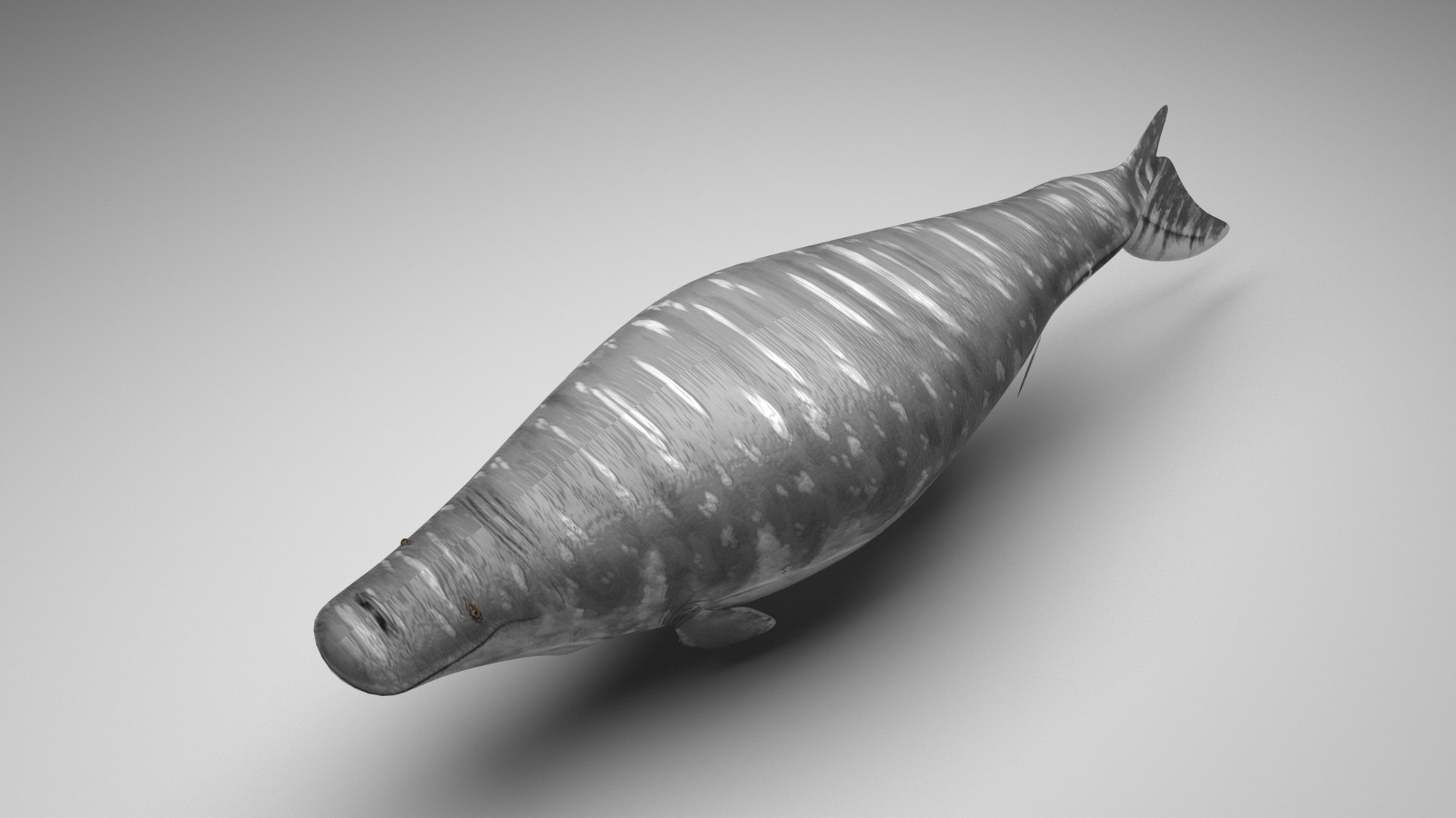 3D Sea Creatures Collection https://p.turbosquid.com/ts-thumb/Ay/DhXSB9/fW/mosasaurusnew/jpg/1718303188/1920x1080/fit_q87/bdf83824e21e83d84e62e73410e9a2c5a06198ba/mosasaurusnew.jpg
