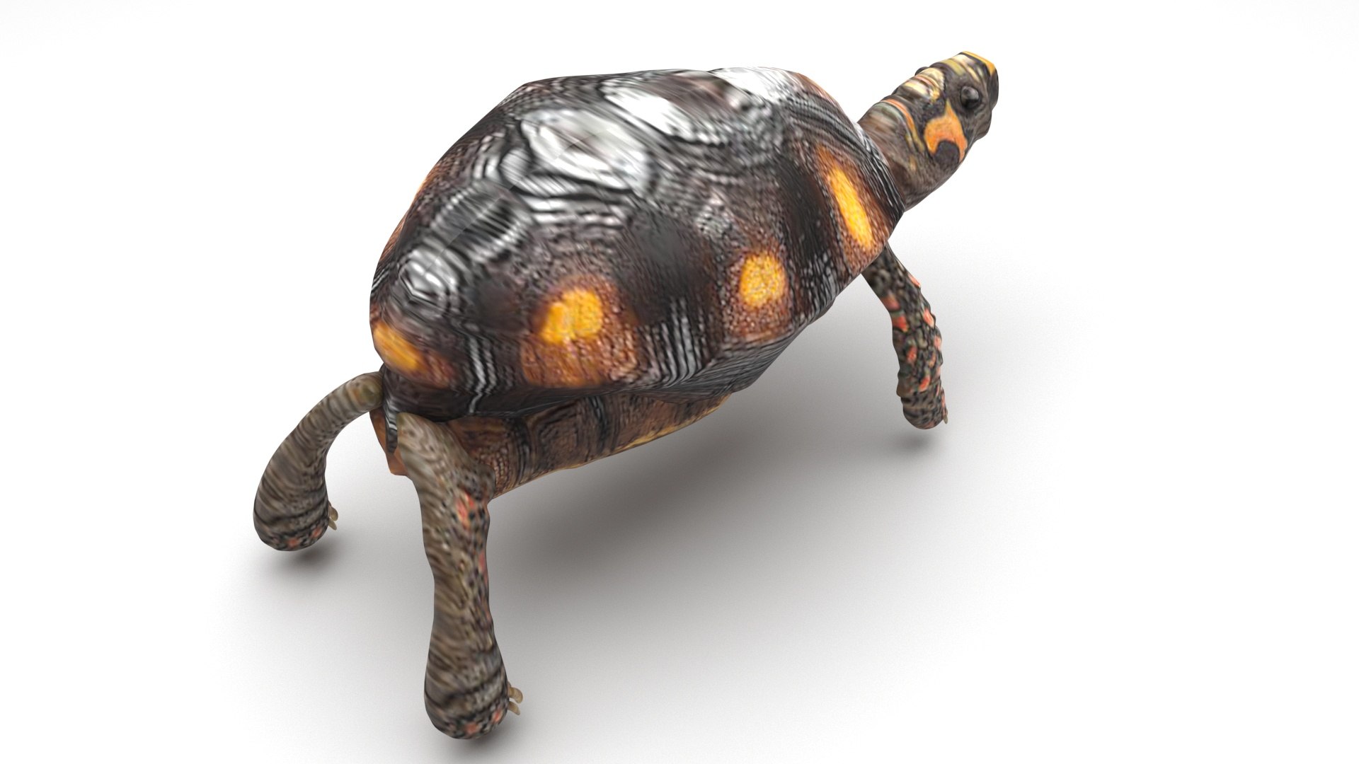 3D Sea Creatures Collection https://p.turbosquid.com/ts-thumb/Ay/DhXSB9/hE/turtlenew/jpg/1718303224/1920x1080/fit_q87/7cda990a484d968f24dcda49cb2299847cf2b814/turtlenew.jpg