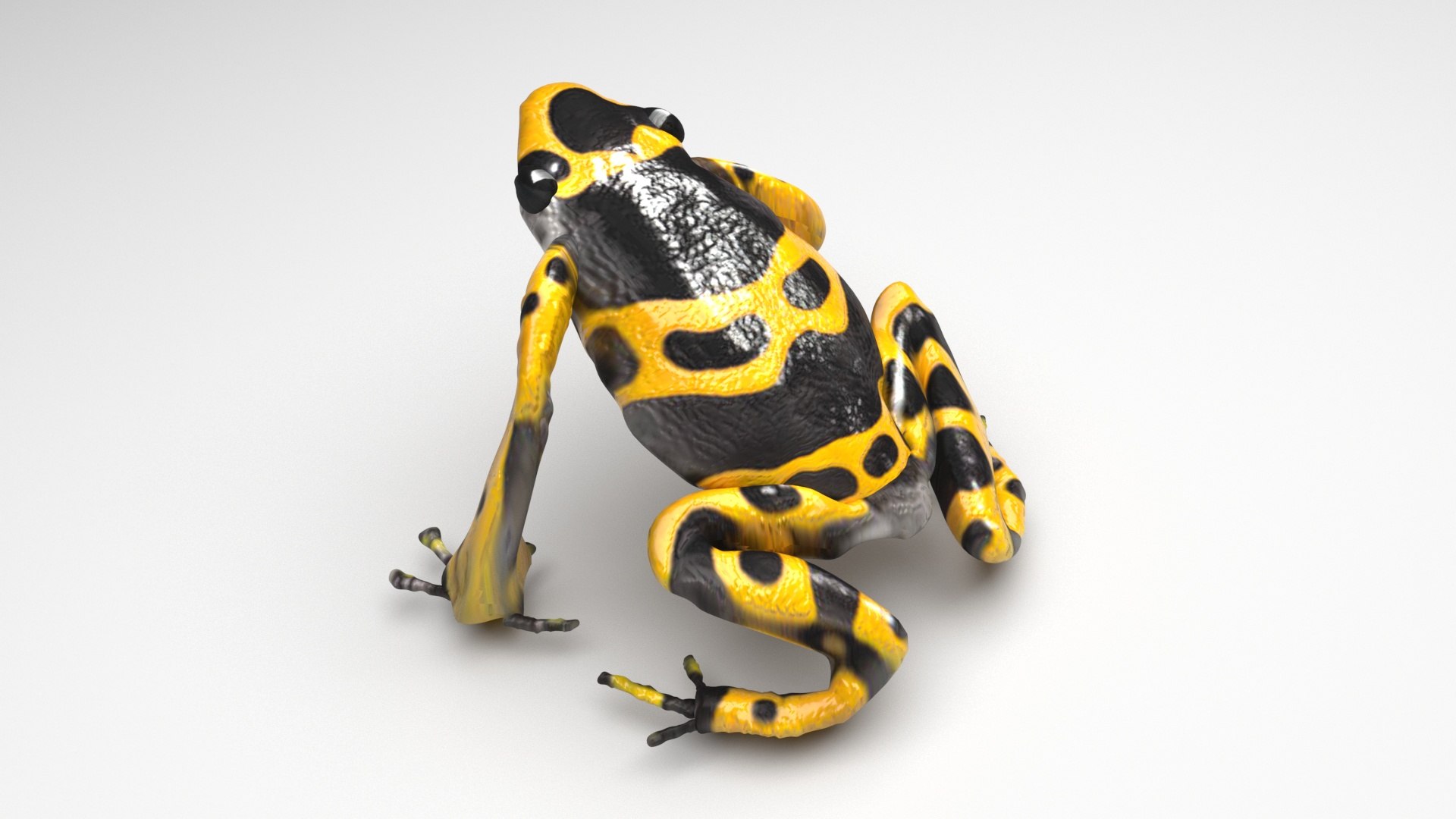 3D Sea Creatures Collection https://p.turbosquid.com/ts-thumb/Ay/DhXSB9/kw/yellowandblackdartfrognewupdate/jpg/1718303239/1920x1080/fit_q87/97819f2cc35aec9290dcf0c3dcee285d1ff2a035/yellowandblackdartfrognewupdate.jpg