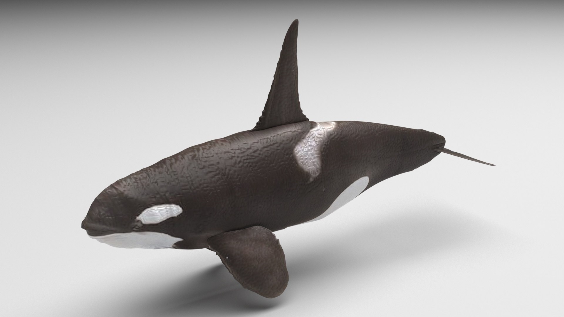 3D Sea Creatures Collection https://p.turbosquid.com/ts-thumb/Ay/DhXSB9/pT/orcawhale/jpg/1718302838/1920x1080/fit_q87/89c969dca7ab1f4803dd31abf718daadf1a40bde/orcawhale.jpg