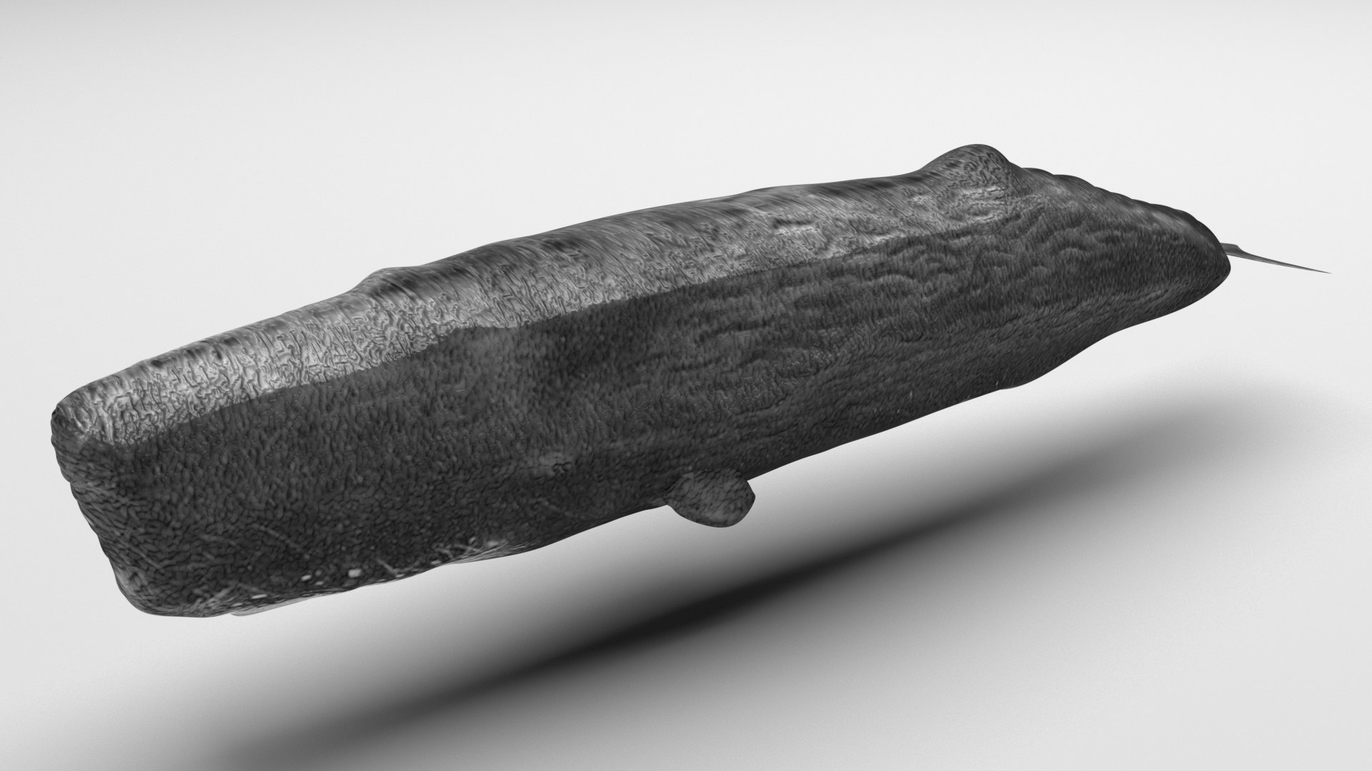 3D Sea Creatures Collection https://p.turbosquid.com/ts-thumb/Ay/DhXSB9/pX/cachalote2/jpg/1718302700/1920x1080/fit_q87/8200c12a0b6db92e9684694b9e7edd85367c0fd2/cachalote2.jpg