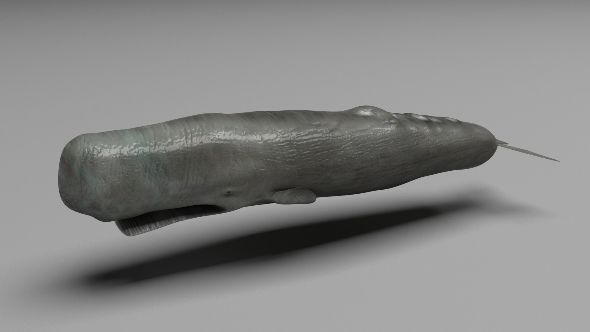 3D Sea Creatures Collection https://p.turbosquid.com/ts-thumb/Ay/DhXSB9/pm/cachalote/jpg/1718302707/1920x1080/fit_q87/38bdc3ea168549c16dffd3f3fffb4a653b4e62a0/cachalote.jpg