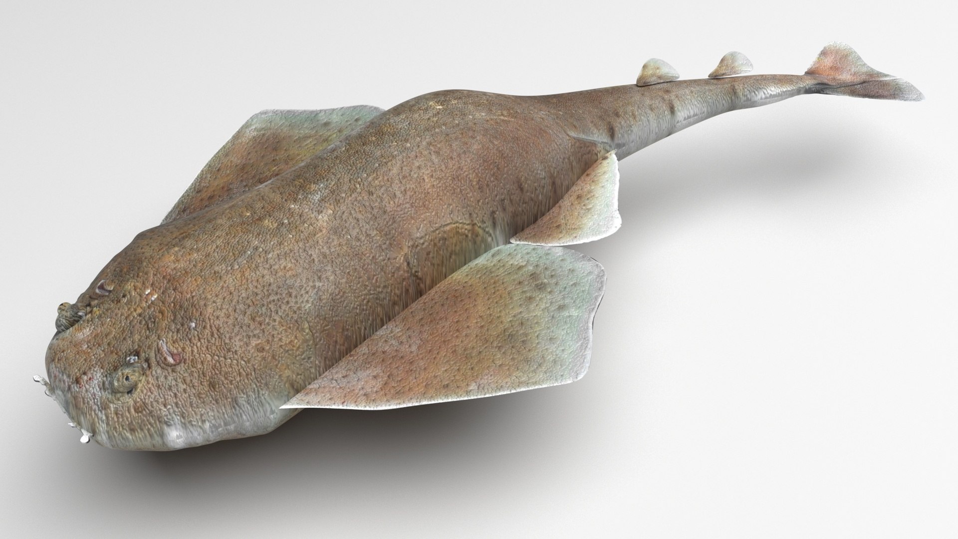 3D Sea Creatures Collection https://p.turbosquid.com/ts-thumb/Ay/DhXSB9/zo/angelshark2/jpg/1718302741/1920x1080/fit_q87/06092f1d2183a7de2c9c1f1765b7a1b7bea89769/angelshark2.jpg