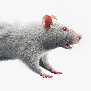 rat fur 3D model