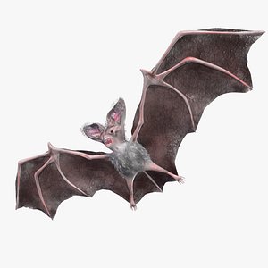Bat Animated 3D model