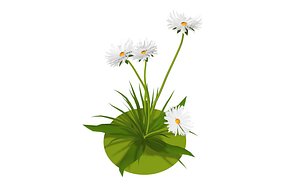 3D model flora nature chamomile