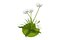 fiore bianco