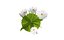 fiore bianco