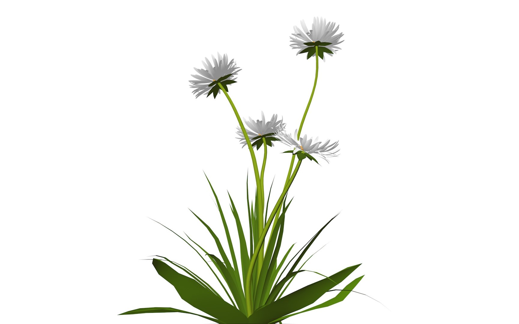 3D Model Flora Nature Chamomile - TurboSquid 1469176