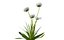 fiore bianco
