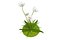 fiore bianco