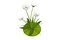 fiore bianco