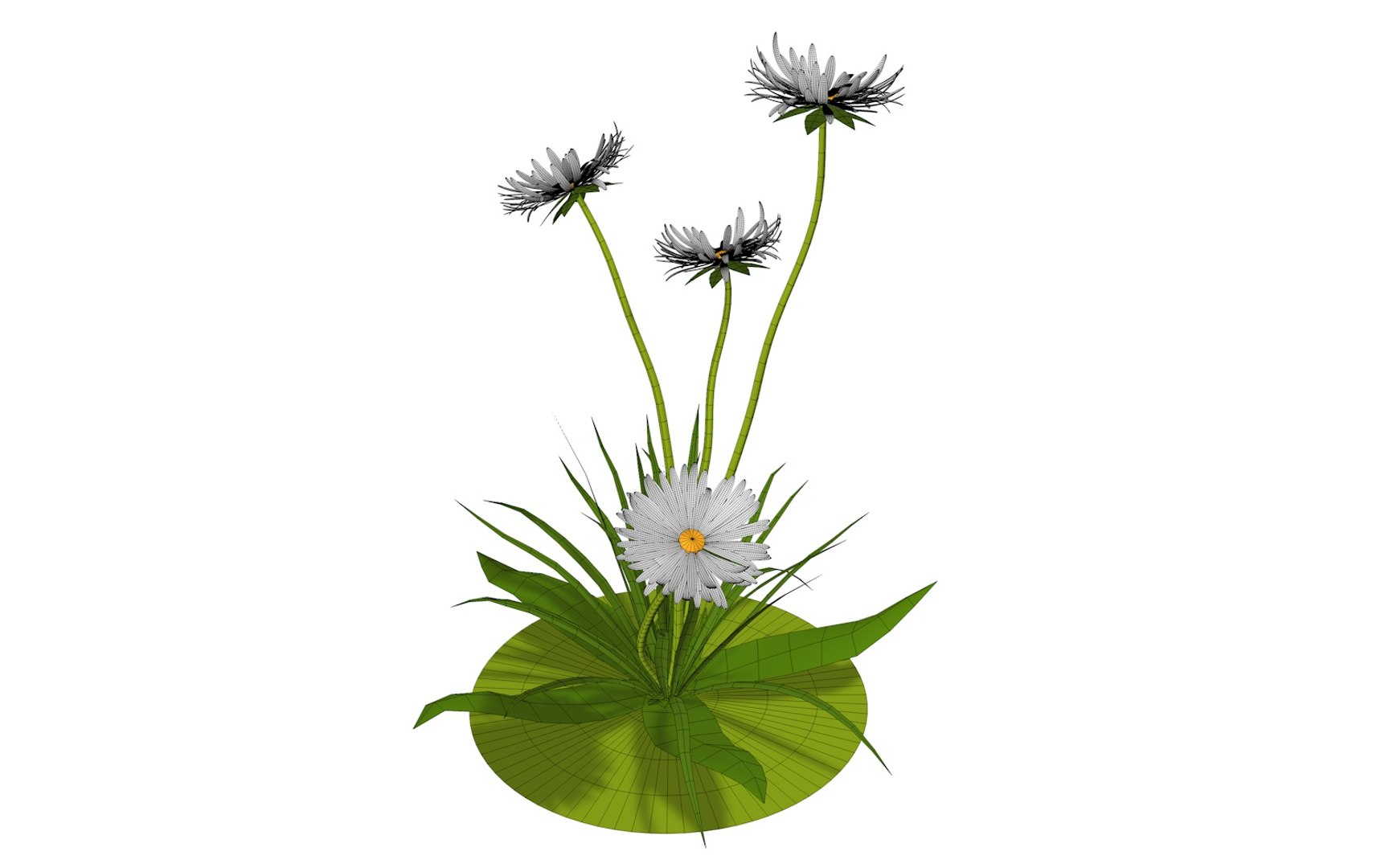 3D model flora nature chamomile https://p.turbosquid.com/ts-thumb/Ay/J5enjJ/ZWKEpOcl/whiteflower7/jpg/1573154201/1920x1080/fit_q87/1f340183384361672f26e1347030f1def66da123/whiteflower7.jpg